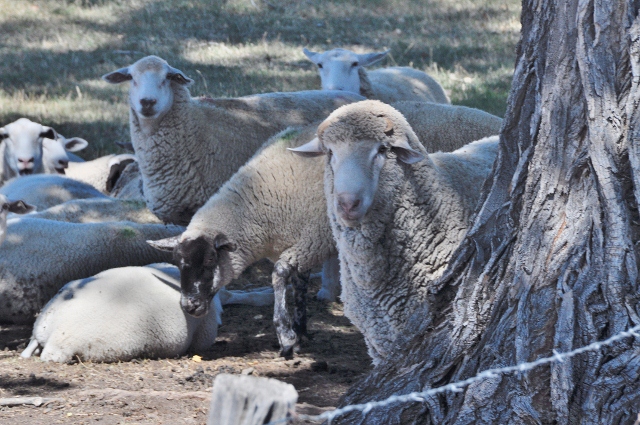 sheep